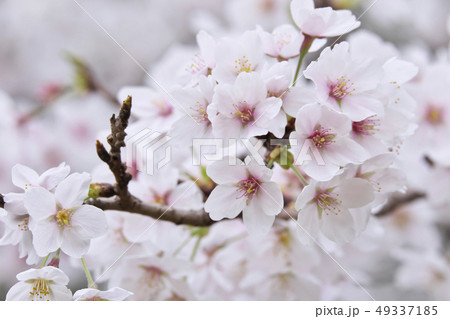 さくら 花見 岸根公園の写真素材