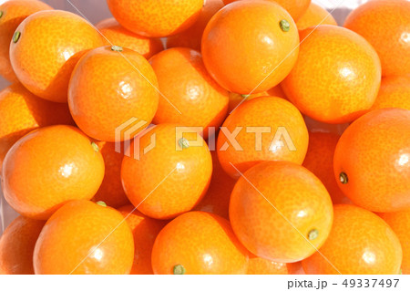 キンカン(金柑) キンカン(金柑) 49337497