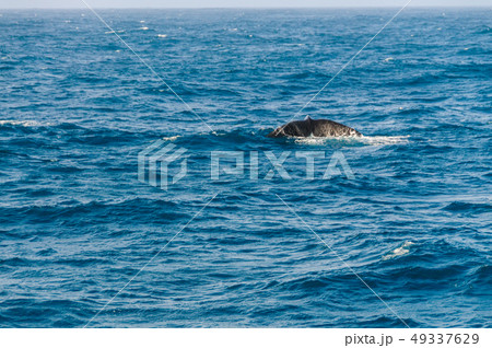 Tail fin of a diving southern right whale. Tail fin of a diving southern right whale. 49337629