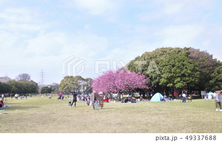 さくら 花見 岸根公園 さくら 花見 岸根公園 49337688