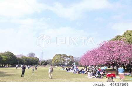 さくら　花見　岸根公園 49337691