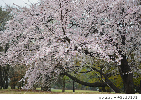 ＜武蔵野の森＞野川公園の春・桜 49338181