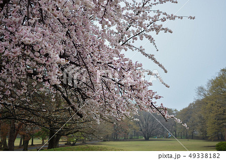 <武蔵野の森>野川公園の春・桜 <武蔵野の森>野川公園の春・桜 49338182