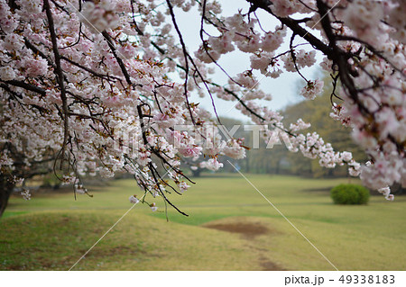 <武蔵野の森>野川公園の桜 <武蔵野の森>野川公園の桜 49338183