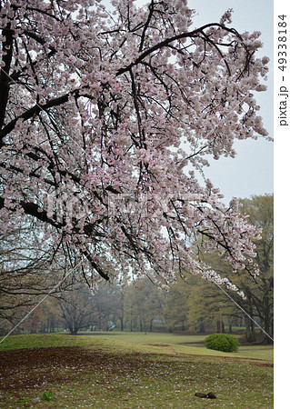 <武蔵野の森>野川公園の桜 <武蔵野の森>野川公園の桜 49338184