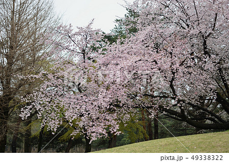 <武蔵野の森>野川公園の春・桜 <武蔵野の森>野川公園の春・桜 49338322