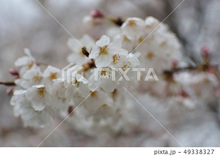 <武蔵野の森>野川公園の春・桜 <武蔵野の森>野川公園の春・桜 49338327