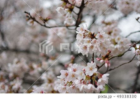 <武蔵野の森>野川公園の春・桜 <武蔵野の森>野川公園の春・桜 49338330