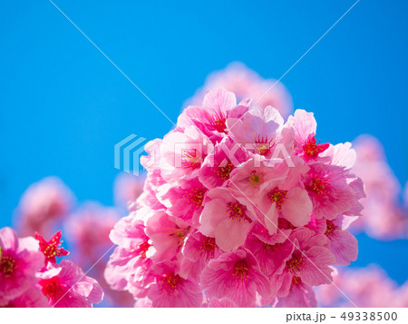 陽光桜 陽光桜 49338500