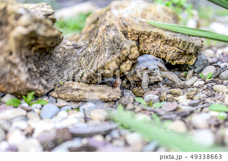 Turtle Testudo Marginata european landturtle closeup wildlife Turtle Testudo Marginata european landturtle closeup wildlife 49338663