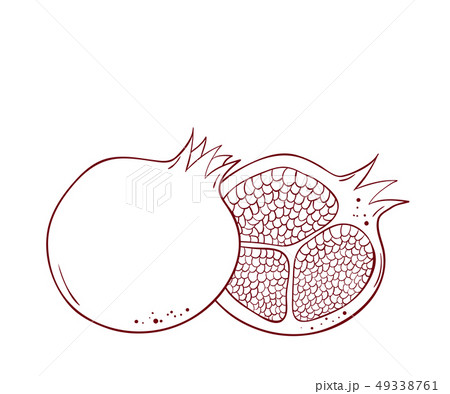 Coloring book Vector hand drawn pomegranate Coloring book Vector hand drawn pomegranate 49338761