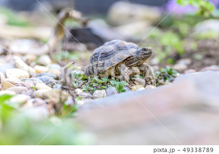 Turtle Testudo Marginata european landturtle closeup wildlife Turtle Testudo Marginata european landturtle closeup wildlife 49338789