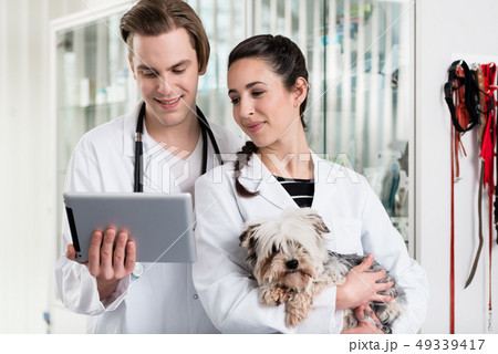 Male and female veterinarian using digital tablet 49339417