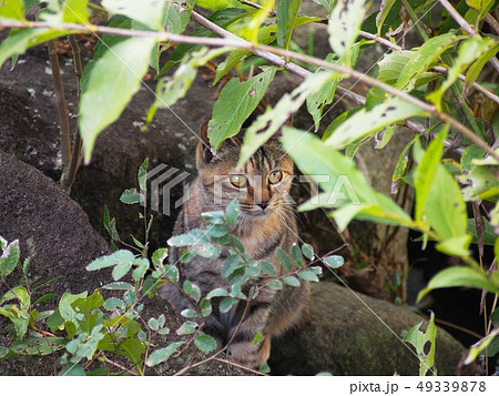 草陰に隠れる猫の写真素材