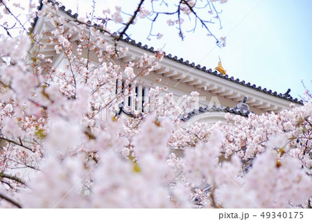 大多喜城の桜 49340175