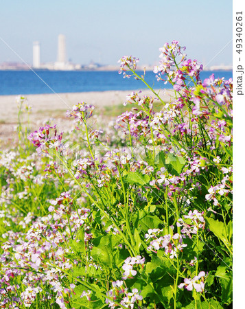 湾岸都市の海と春の花【海浜植物・ハマダイコン】 49340261