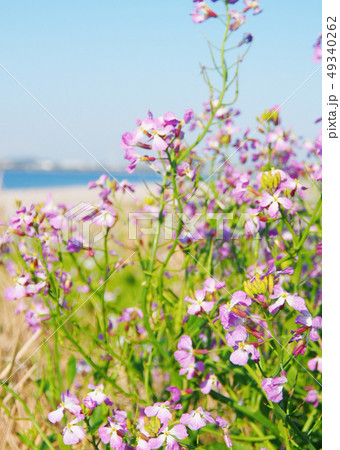千葉の海と春の花【海浜植物・ハマダイコン】 49340262