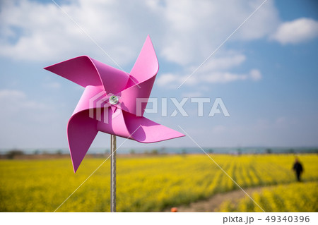 菜の花 菜種 自然 49340396