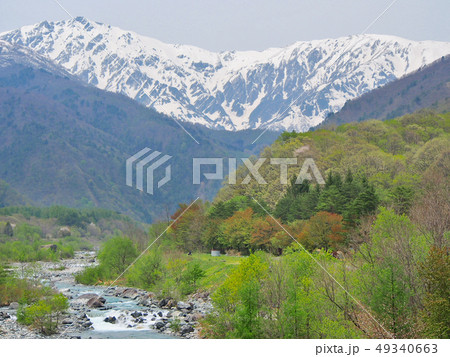 白馬村の春【白馬岳、新緑、清流】 49340663