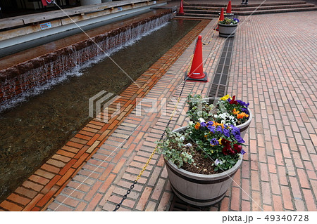 新越谷サンシティの花と水場 新越谷サンシティの花と水場 49340728