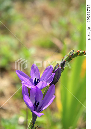 バビアナの花 49341736