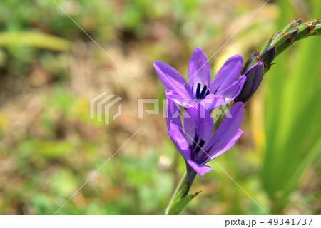 バビアナの花 バビアナの花 49341737