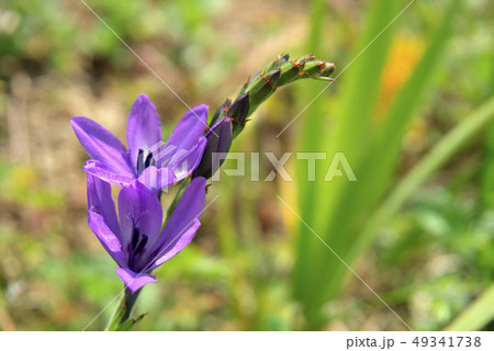 バビアナの花 49341738