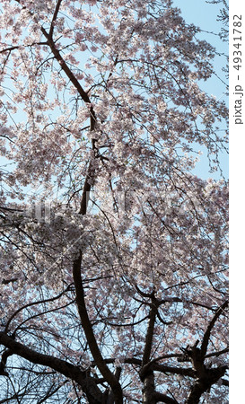 桜咲く 49341782