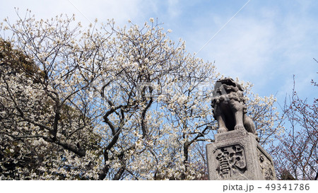 桜と狛犬 49341786