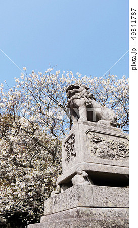 ミドリヨシノ 狛犬 快晴 ミドリヨシノ 狛犬 快晴 49341787