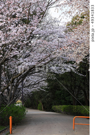 桜並木 桜並木 49341833