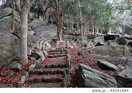 ツバキの林 49341884