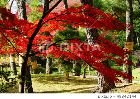 もみじ 紅葉 逆光 庭園 日本 晴れ 露出 違い 赤 緑 対比 もみじ 紅葉 逆光 庭園 日本 晴れ 露出 違い 赤 緑 対比 49342144