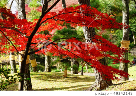 もみじ 紅葉 逆光 庭園 日本 晴れ 露出 違い 赤 緑 対比 もみじ 紅葉 逆光 庭園 日本 晴れ 露出 違い 赤 緑 対比 49342145