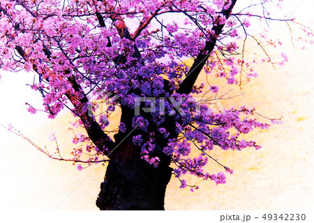 桜 処女 絶世の美女 49342230