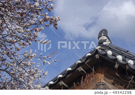 レンギョウ 春 花 49342298