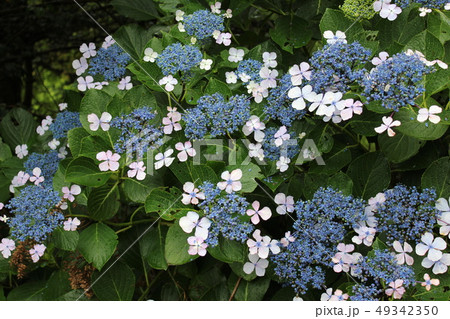 ・・~ 額紫陽花 ~・・ ・・Gakuajisai・・ ・ ・ ・・~ 額紫陽花 ~・・ ・・Gakuajisai・・ ・ ・ 49342350