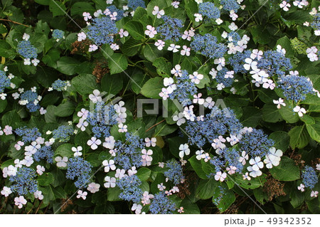 ・・～ 額紫陽花 ～・・　　・・Gakuajisai・・ ・ ・ 49342352