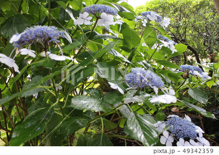 ・・~ 額紫陽花 ~・・ ・・Gakuajisai・・ ・ ・ ・・~ 額紫陽花 ~・・ ・・Gakuajisai・・ ・ ・ 49342359