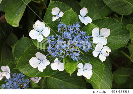 ・・~ 額紫陽花 ~・・ ・・Gakuajisai・・ ・ ・ ・・~ 額紫陽花 ~・・ ・・Gakuajisai・・ ・ ・ 49342368