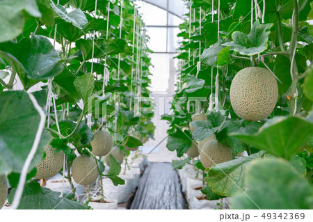 Farm melon plants growing in green a house Farm melon plants growing in green a house 49342369