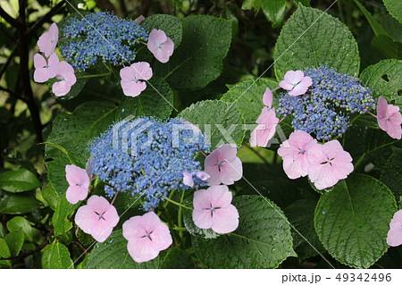 ・・~ 額紫陽花 ~・・ ・・マジカルプリンセス・・ ・ ・ ・・~ 額紫陽花 ~・・ ・・マジカルプリンセス・・ ・ ・ 49342496