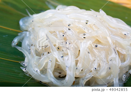 白魚 白魚 49342855