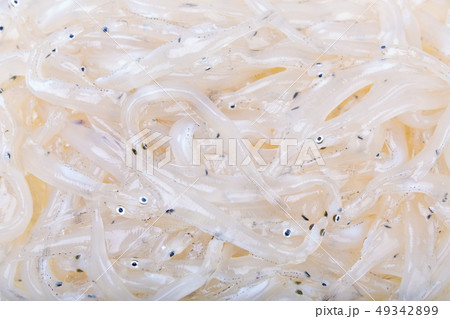 白魚 49342899