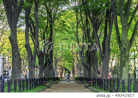 新緑の定禅寺通り 49342927