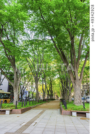 新緑の定禅寺通り 新緑の定禅寺通り 49342928