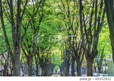 新緑の定禅寺通り 49342932