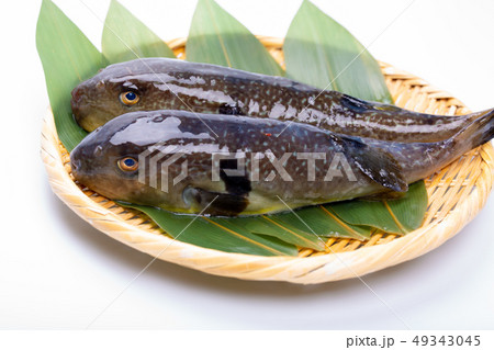 まふぐ 真河豚　河豚 49343045