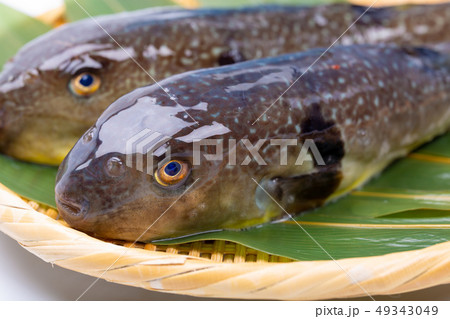 まふぐ 真河豚 河豚 まふぐ 真河豚 河豚 49343049