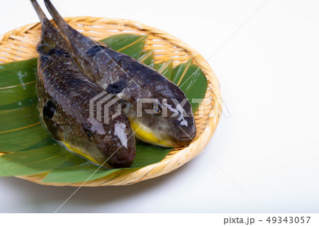 まふぐ 真河豚 河豚の写真素材